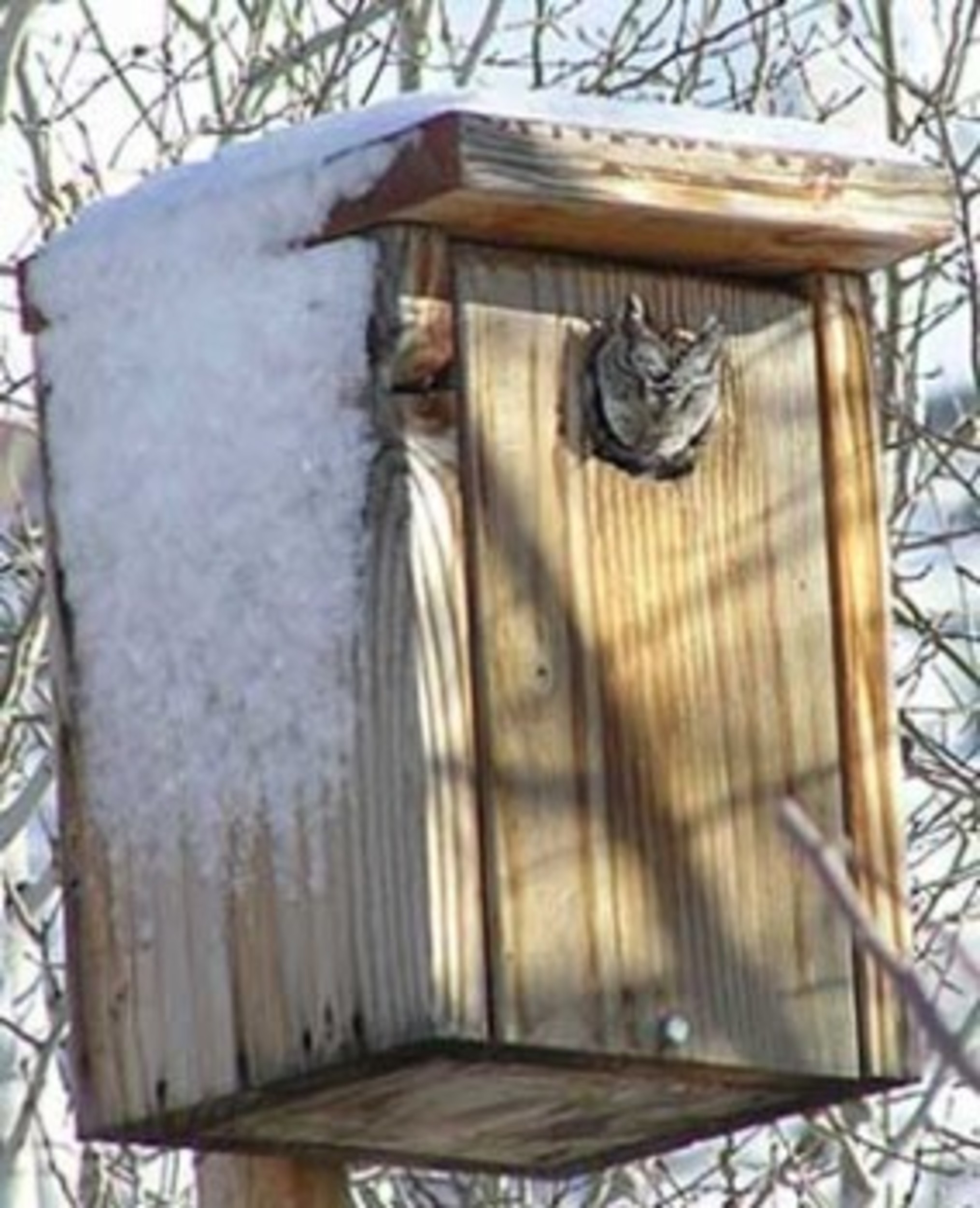 Workshop To Teach Owl Nest Box Building Eastbayri News Opinion