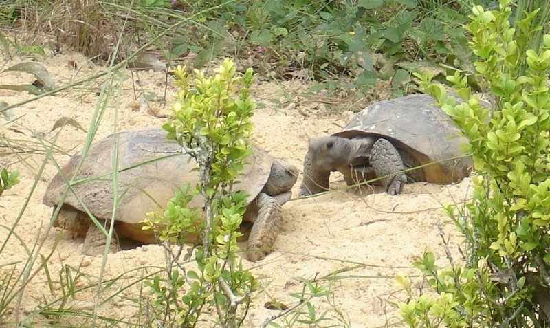 The Turtle Dance 