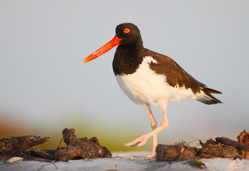 Audubon Florida urges protection for nesting birds on the beach by ...