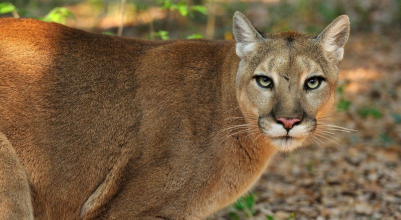 Did I see a panther? UF provides identifiers for the Florida panther ...