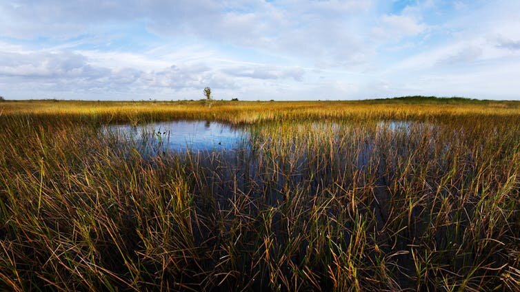 The Everglades has often been referred to as a vast river of grass.