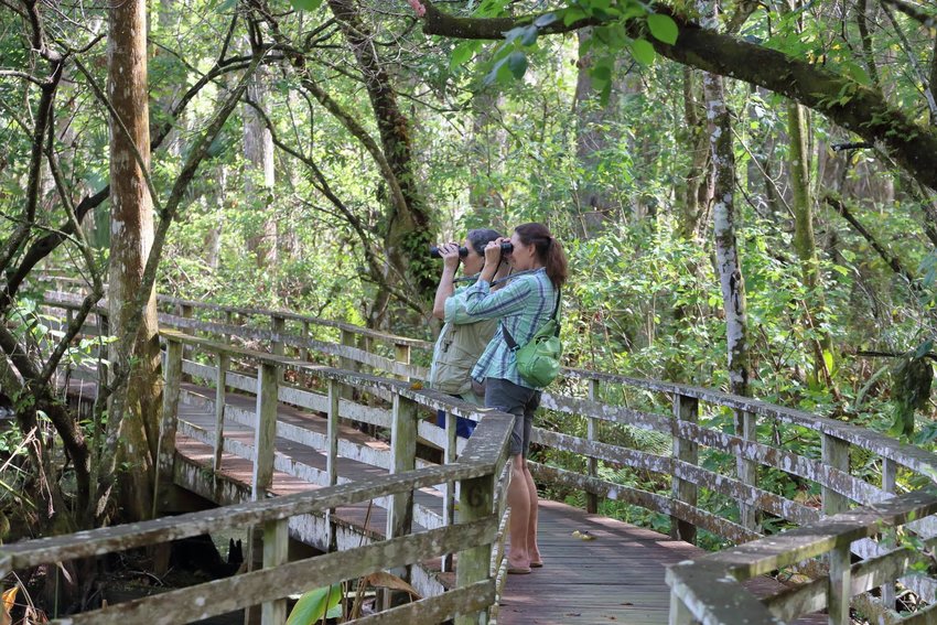 Birders spot songbirds, raptors, woodpeckers, and wading birds at Audubon’s Corkscrew Swamp Sanctuary.