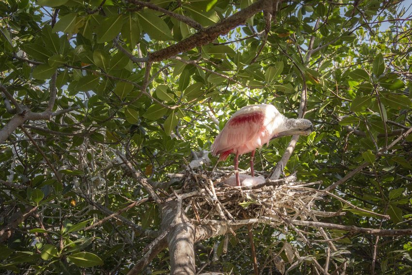 A spoonbill nest with two chicks on a key in Florida Bay. The adult sitting on the nest was banded on Frank Key in December 2003, with bands 7 over 8. This makes the bird the oldest known spoonbill in the wild.