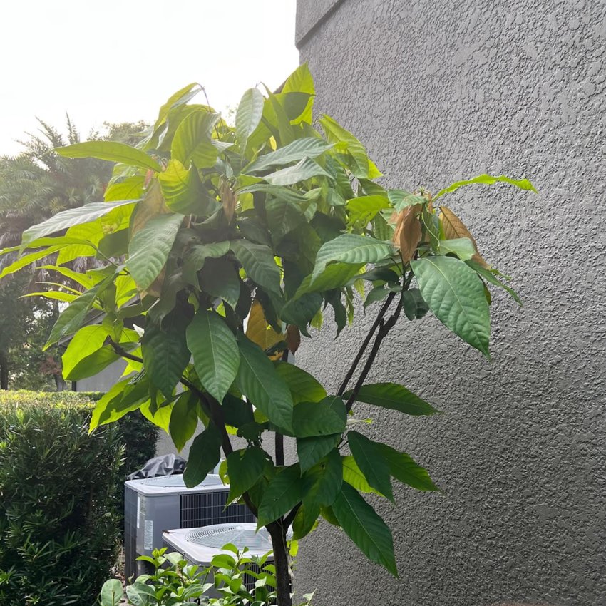 I am using micro climates to keep a tropical cocoa tree alive here in Central Florida, even though it's not supposed to survive this far north.
