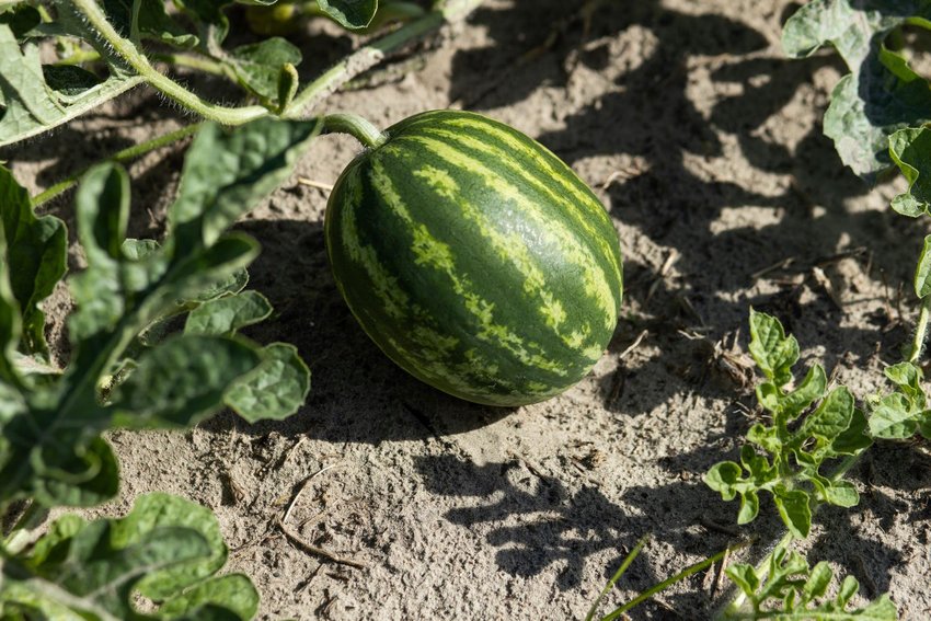 A watermelon in the field.