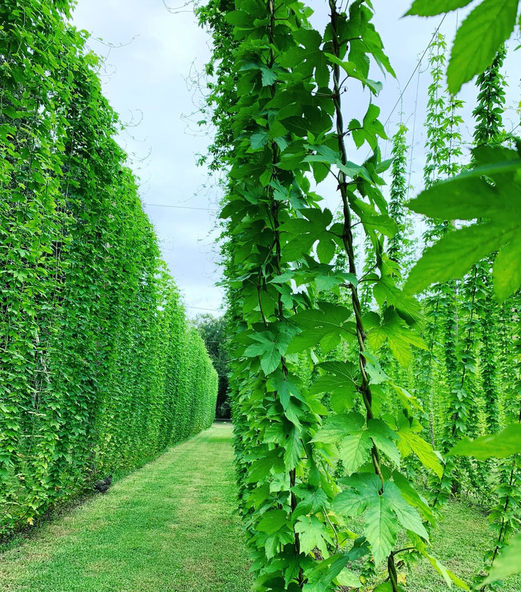 The Fox family has become successful at harvesting hops for home brewers and local breweries, including our hometown spot, Three Odd Guys Brewing Co.