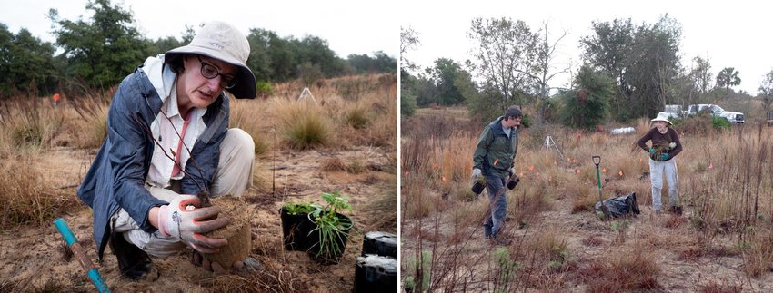 District staff and volunteers from the Florida Native Plant Society recently rescued rare native plants from an area to be developed, giving the plants a new home in a protected area of the District’s Lake Apopka North Shore.