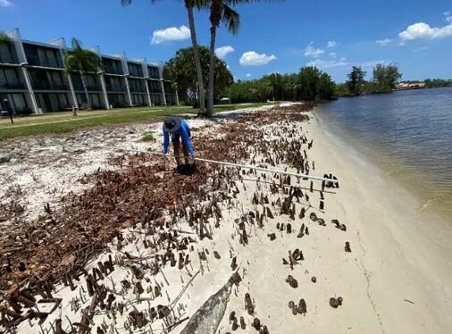 A Florida Department of Environmental Protection employee measures how far back from the riverfront the mangrove massacre went.