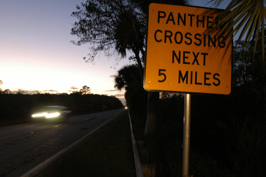 Two proposed developments could wipe out the Florida Panther because of the added road traffic.