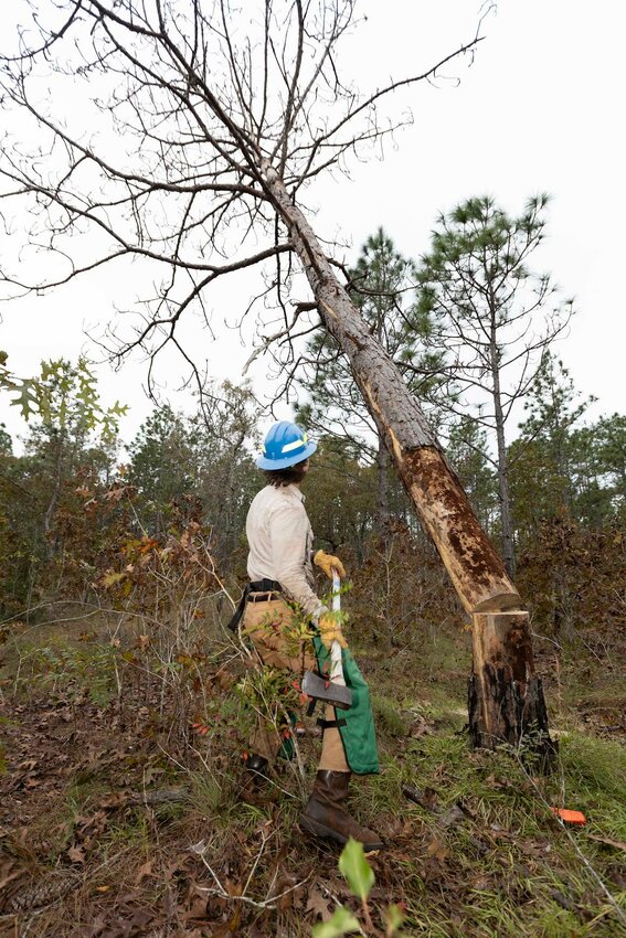John McUmber using a chainsaw to cut down a dead tree at Ordway Swisher Biological Station. Photo taken 11-28-23
