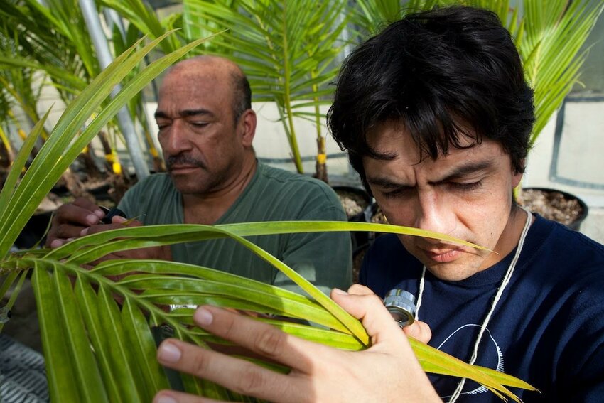 Evaluating-infestivations.jpeg : TREC’s Daniel Carrillo, associate professor and Jorge Peña, emeritus professor, evaluate infestations of the red palm mite.