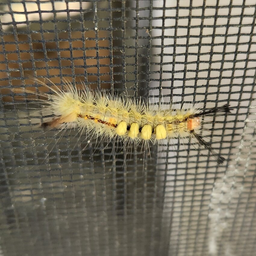Tussock moth: A tussock moth caterpillar. Photo courtesy UF/IFAS
