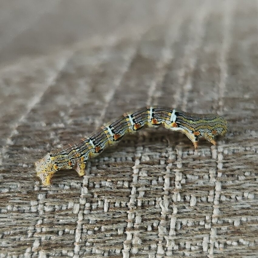 Wolley gray moth: A woolly gray moth caterpillar. Photo courtesy UF/IFAS