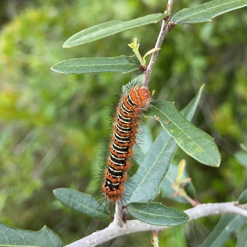 Echo moth: An echo moth caterpillar. Photo courtesy UF/IFAS