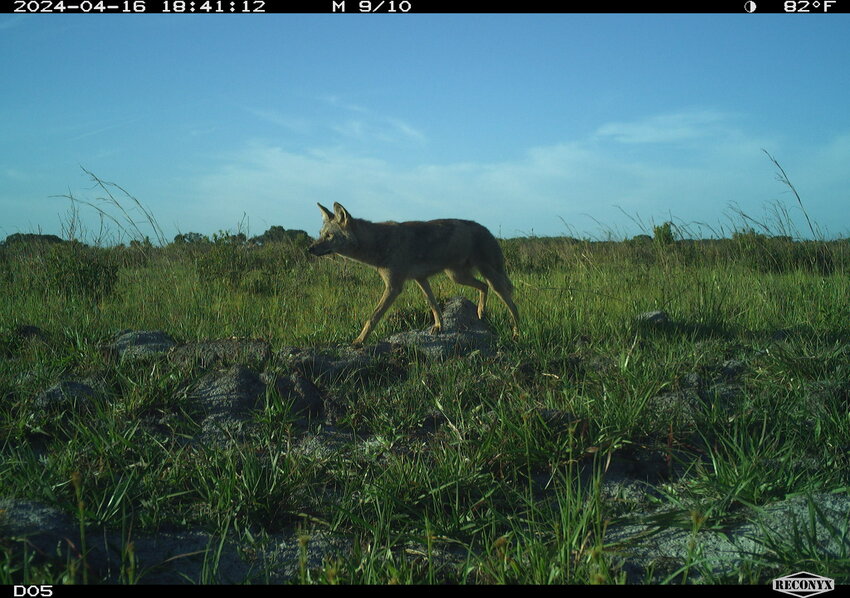 A coyote at the DeLuca Preserve. Photo courtesy of the UF/IFAS Rangeland Wildlife Ecology Lab.