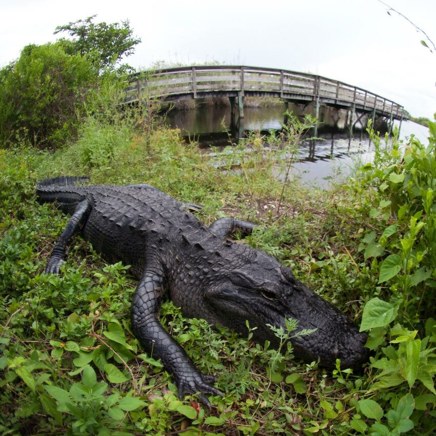 An alligator at Everglades National Park near Homestead, Florida.  Parks and recreation, gators, wildlife.  UF/IFAS Photo by Tyler Jones.