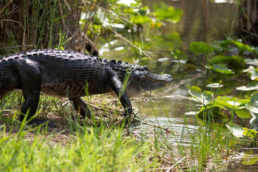 An alligator at Everglades National Park