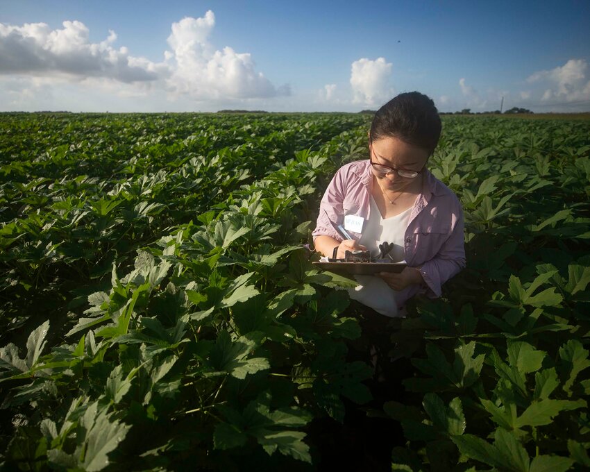 Dr. Xiaoying Li at the UF/IFAS Tropical Research and Education Center (TREC). Photo taken 07-15-24.