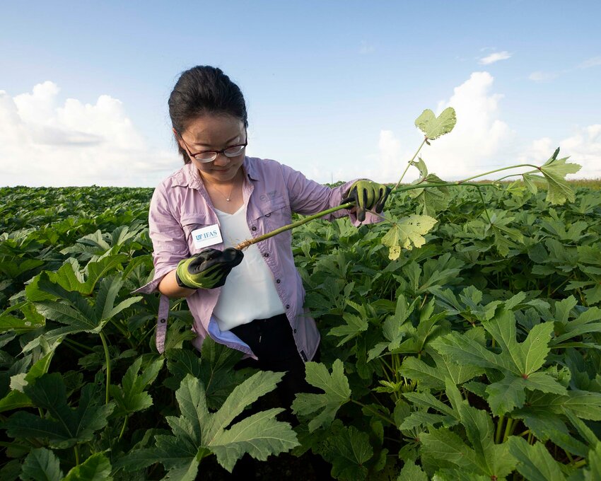 Dr. Xiaoying Li at the UF/IFAS Tropical Research and Education Center (TREC). Photo taken 07-15-24.