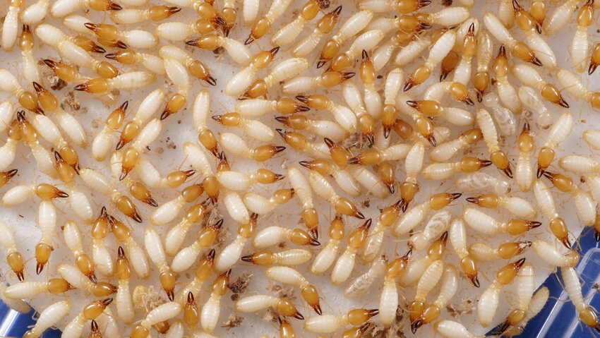 A group of Asian subterranean termite soldiers and workers in a colony on a petri dish.
