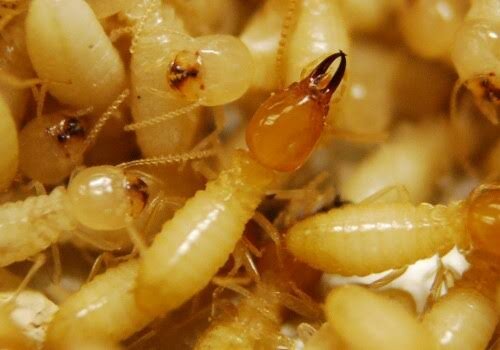 These Formosan termites are part of a colony at the FLREC termite lab.