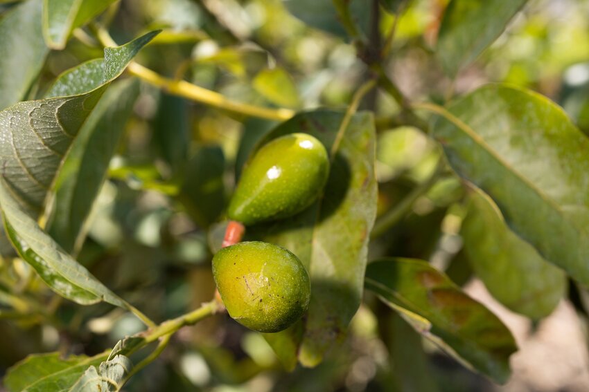 This avocado variety is at a stage where it is still growing at the UF/IFAS Tropical Research and Education Center. (Cat Wofford, UF/IFAS)