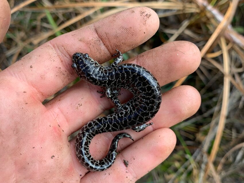 A frosted flatwoods salamander, held by a biologist from the Amphibian and Reptile Conservatory.