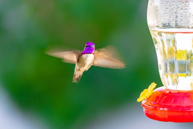 Costa&rsquo;s Hummingbirds are frequent visitors at feeders in Arizona and southern California. Julian Avery, CC BY-ND