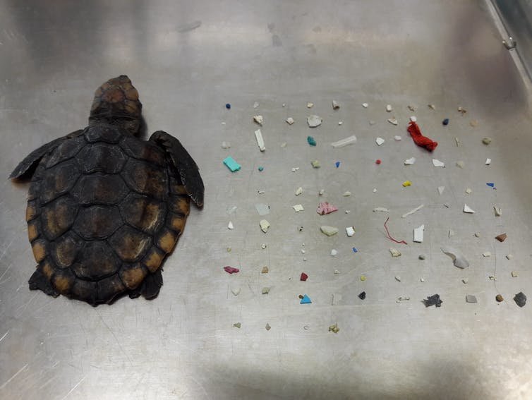 Deceased post-hatchling loggerhead sea turtle next to plastic pieces found in its stomach and intestines. Gumbo Limbo Nature Center, CC BY-ND
