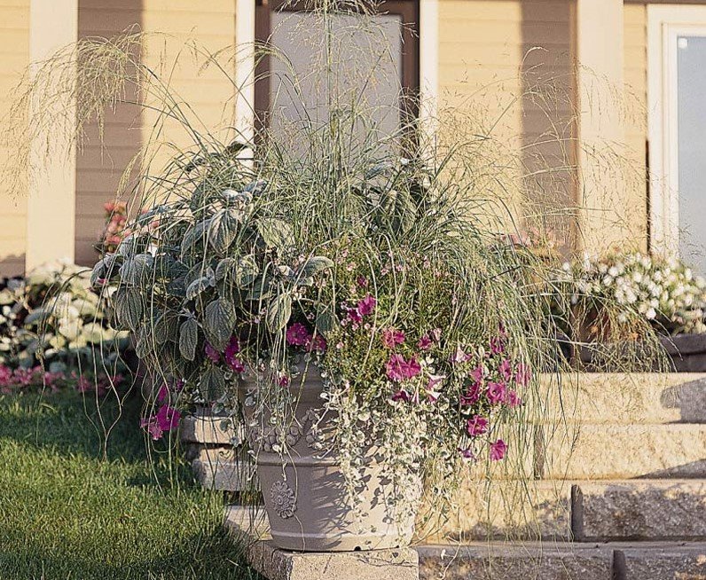 Lovegrass used as an accent in container gardening