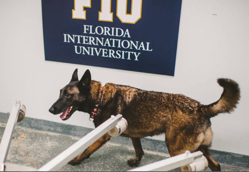 Meet one of the dogs trained at FIU to sniff out scents associated with COVID-19 infection. Photo by: Margi Rentis/Florida International University