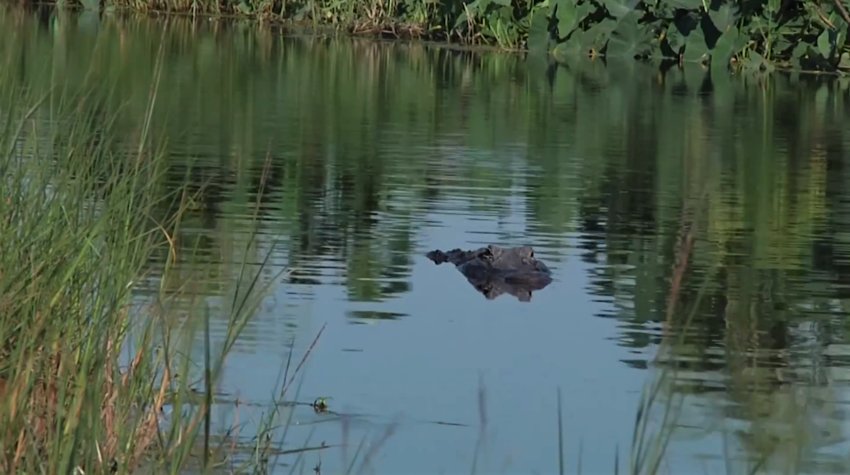 Lake Apopka Wildlife Drive, photo from SJRWMD video