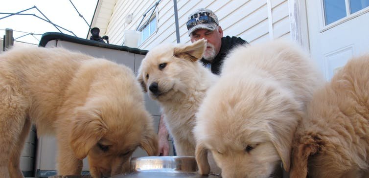 Training for service dogs starts very early. AP Photo/Allen G. Breed