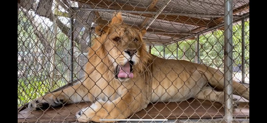 &quot;Chimera&quot;, the liliger cat showcased in Netflix's Tiger King, now at The Care Foundation