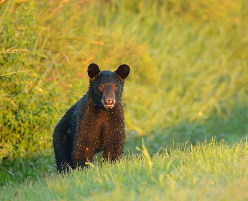Saw palmetto berries grow wild in Florida and are critical to the survival of many native wildlife species, particularly the Florida black bear. This bear was spotted on the Lake Apopka North Shore.