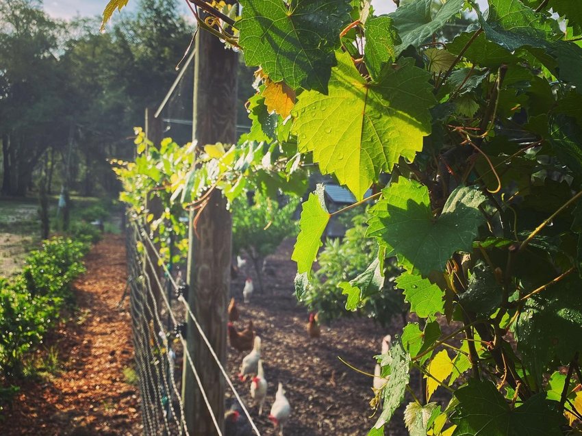 Fox Valley Farm &amp; Hopyard's grape vines and chickens