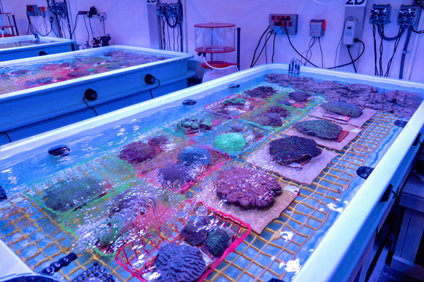 Coral specimens are shown at a rescue center in Orlando. Credit: SeaWorld
