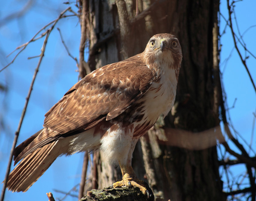 Red-tailed hawk at John Heinz National Wildlife Refuge in Tinicum, PA.