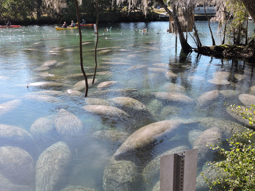 In cold weather, manatees cluster together and seek warmer water.