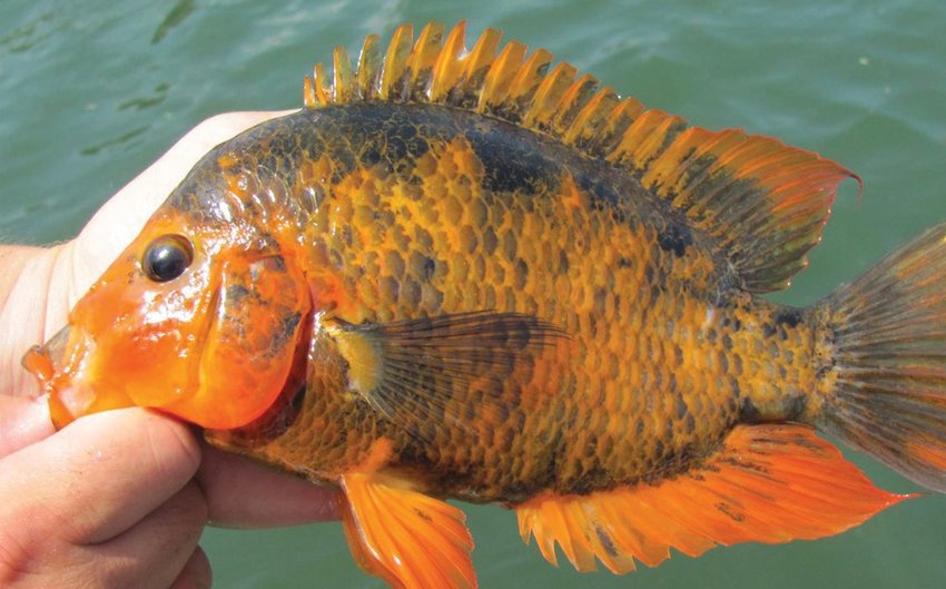Non-native fish found in Florida waters
