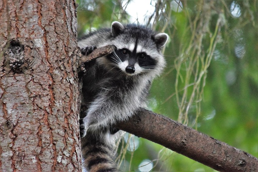 In recent weeks, DOH-Orange&rsquo;s Epidemiology Program has been notified of four separate events of individuals that came in close contact with raccoons on the UCF campus.