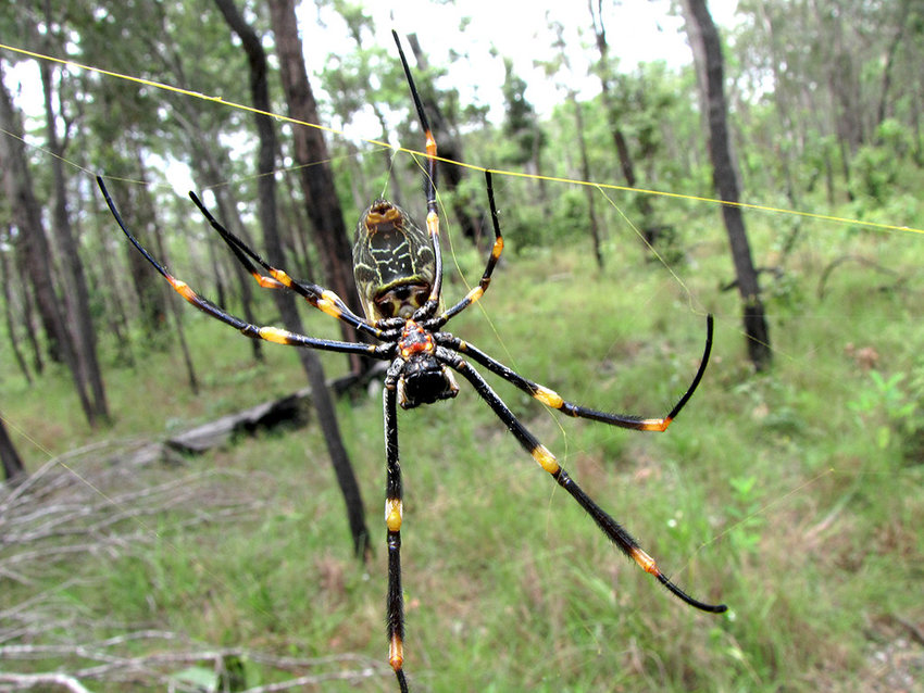 Golden Orb spider out in the wild
