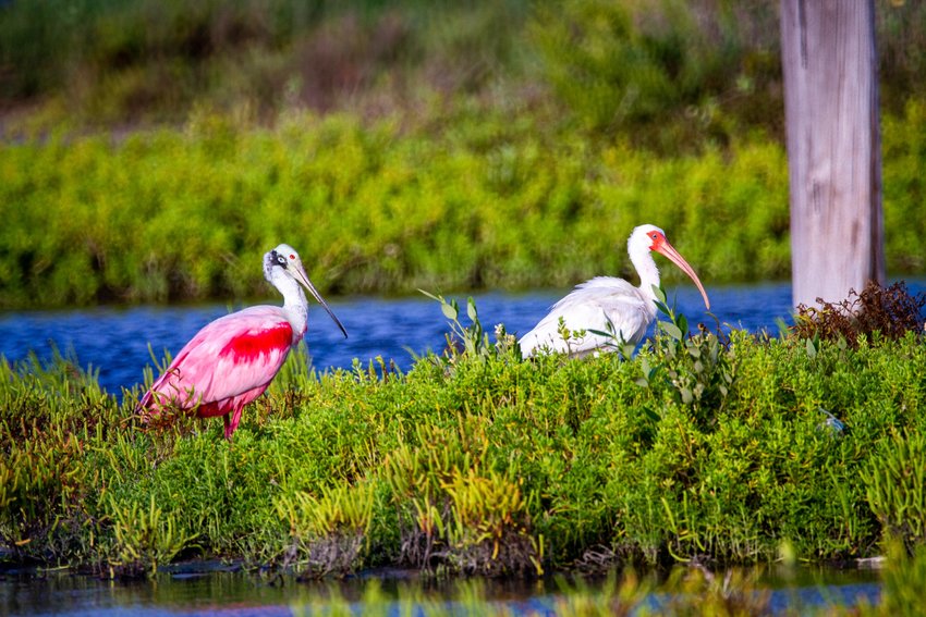 A roseate spoonbill and white ibis.