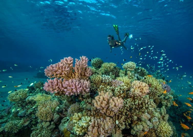 Many places have banned sunscreens with certain chemicals in an attempt to help protect coral reefs.
