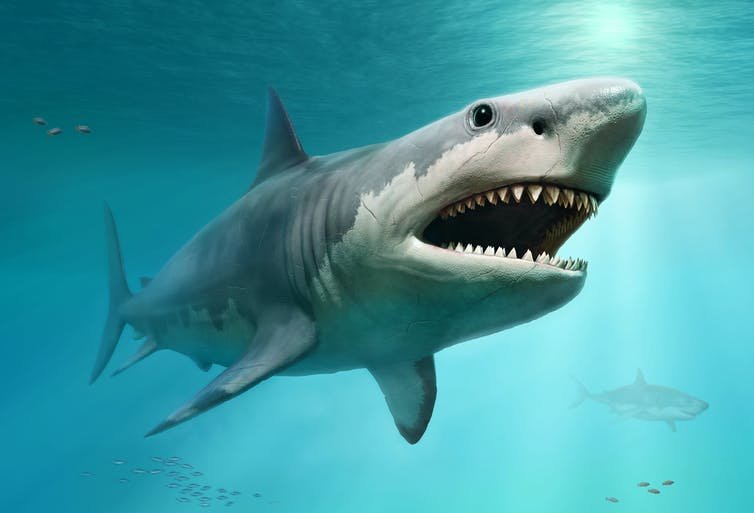Roaming the ancient seas eons ago, the megalodon shark eviscerated its prey with jaws that were 10 feet wide.