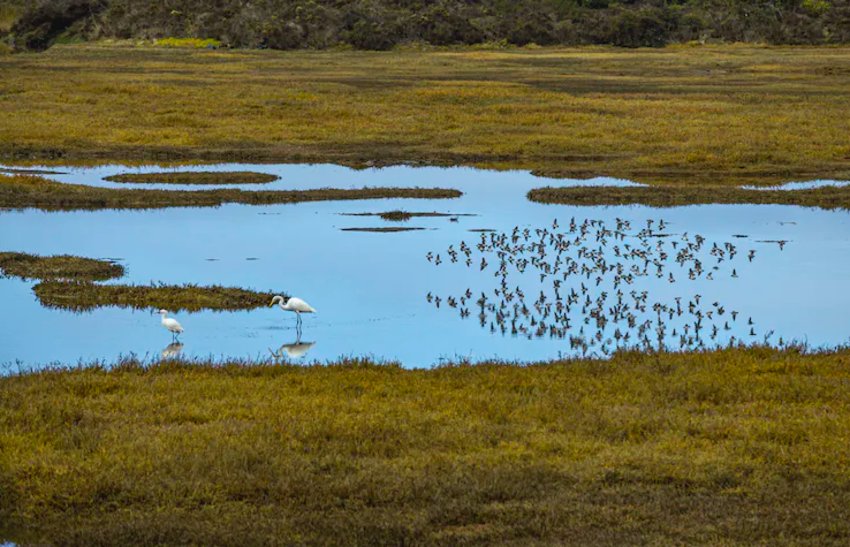 Wetlands like this one in California&rsquo;s Morro Bay Estuary shelter fish, animals, and plants and help control flooding.