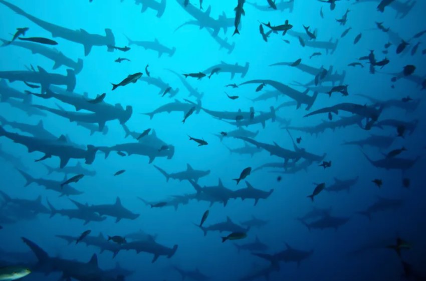 Hammerhead sharks are schooling near Costa Rica&rsquo;s Cocos Island.