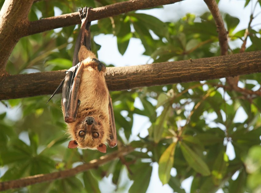 Bats play an important role in the ecosystem, especially in controlling insects and aiding agriculture, and they pose virtually no danger to people who do not handle them, however, a small percentage can carry rabies.