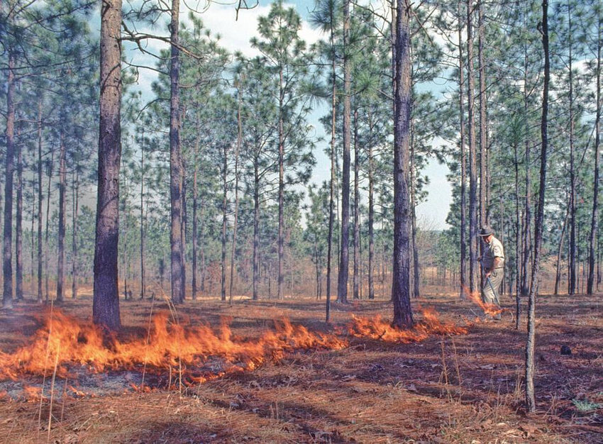 The Florida Park Service&rsquo;s first prescribed burn happened at Falling Waters State Park in 1971.
