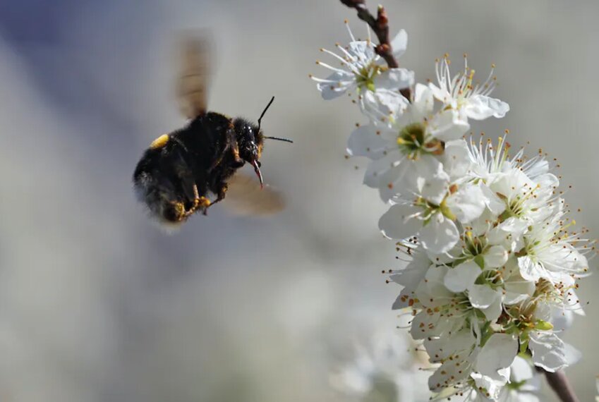 A bumblebee lands on the flowers of a white sloe bush.
